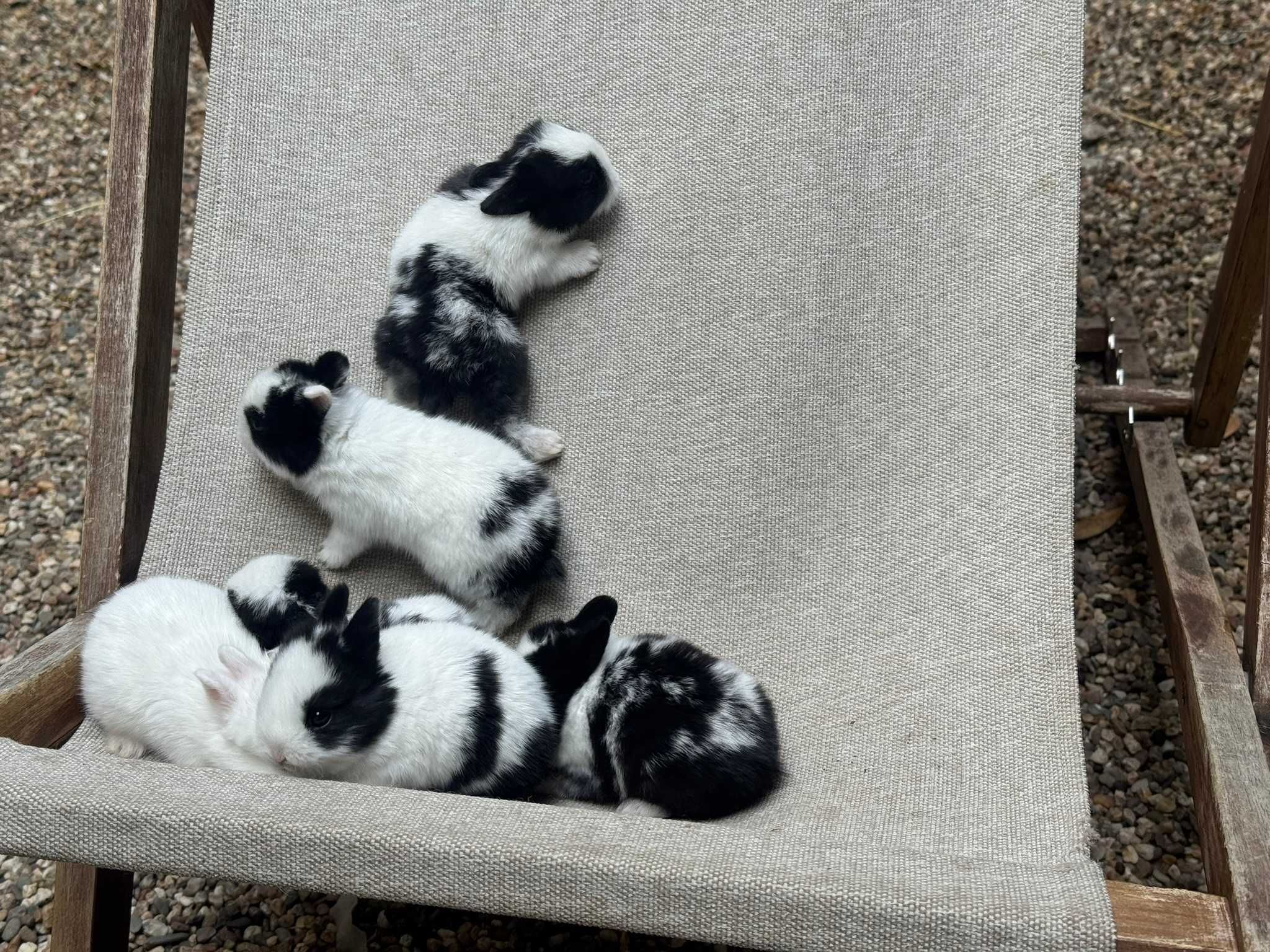 Coelhos bebe (ninhada Coelho Anão Holandes)