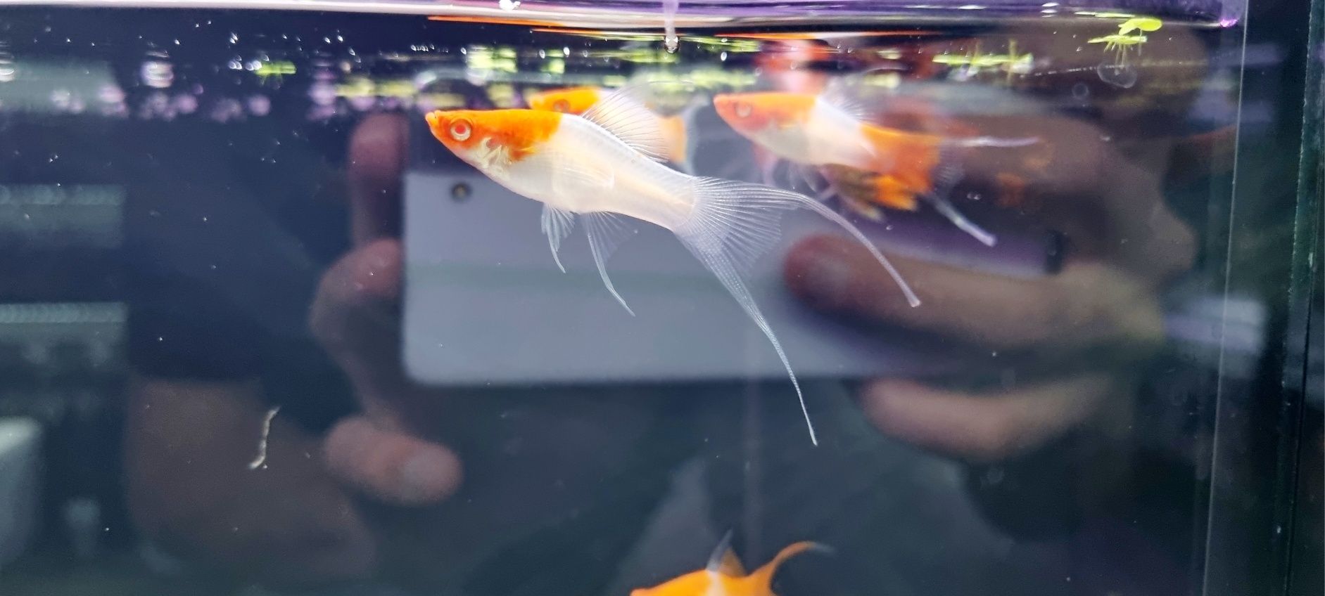 Mieczyk koi weloniasty