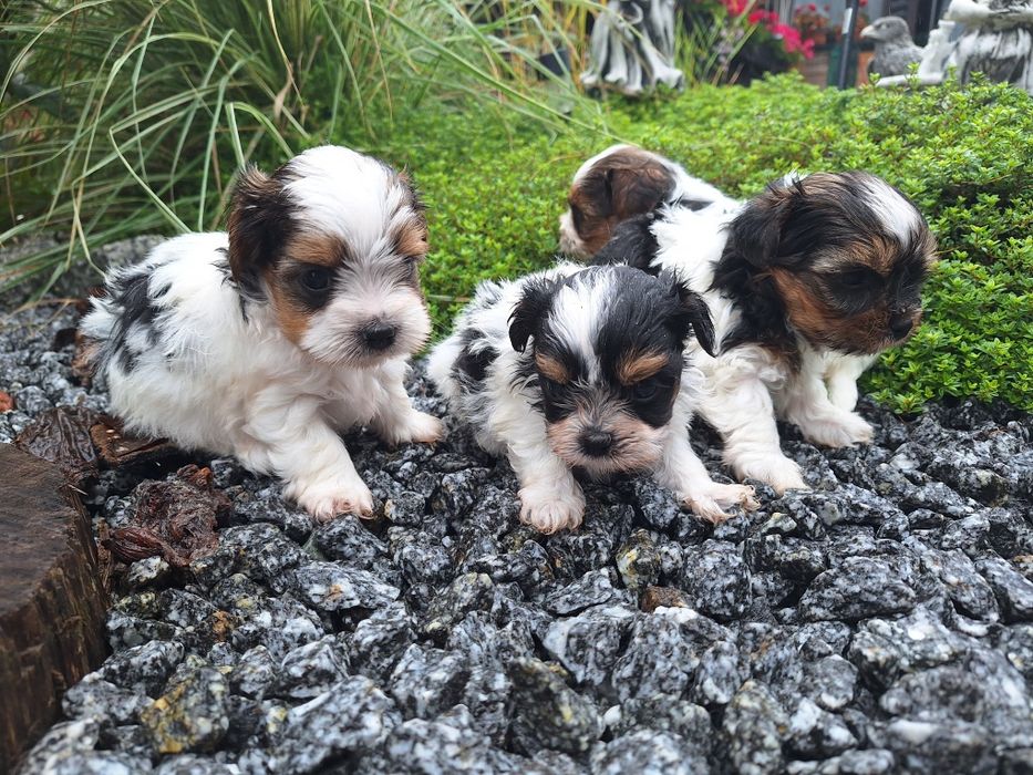 York Biewer mini z dokumentami