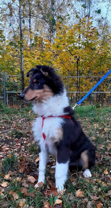 *Owczarek Szkocki Collie długowłosy* piesek Gotowy Do Odbioru