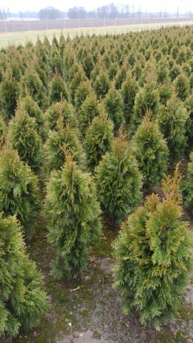 Thuja Smaragd Żywopłoty Nasadzenia Dowóz do klienta Tuja Szmaragd