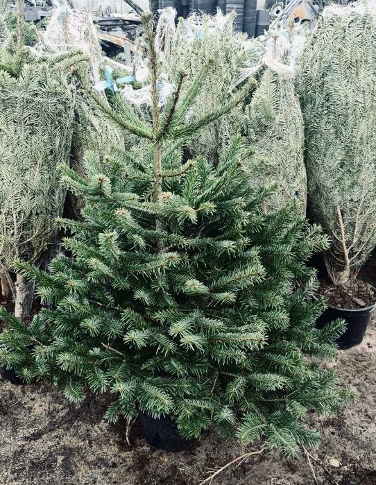 jodła kaukaska doniczka 1.00-1.50 świerki choinki