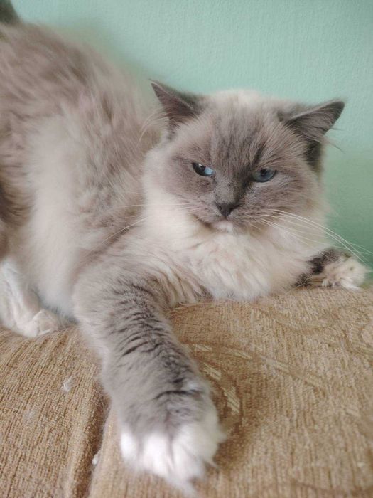 Kotka ragdoll z rodowodem