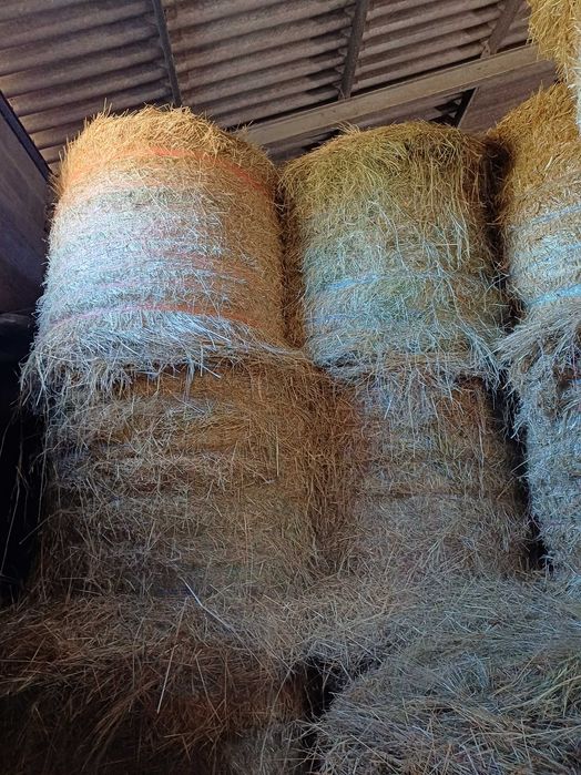 Vendo feno deste ano