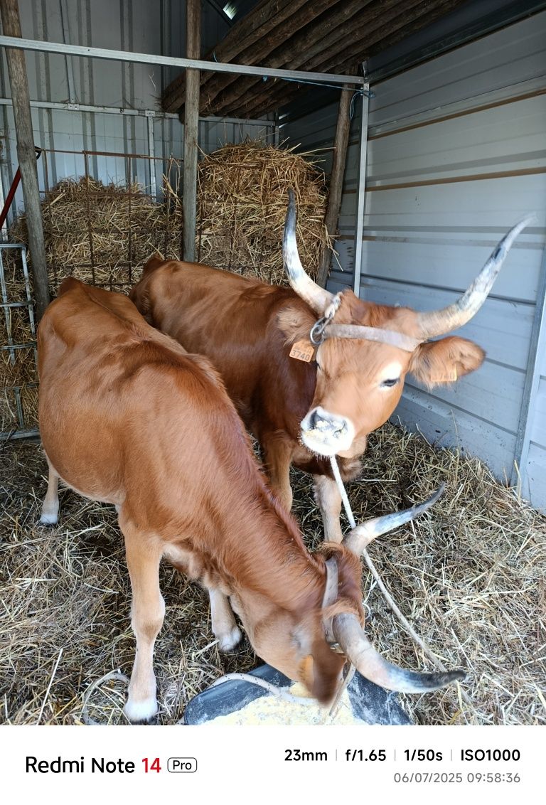 Vacas de raça cachenas