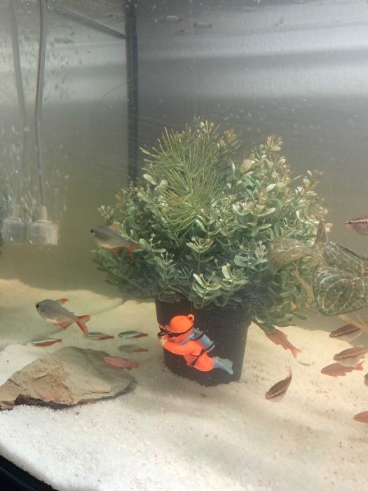 Aquário  completo