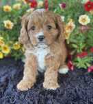 Cavapoo - Dziewczynka