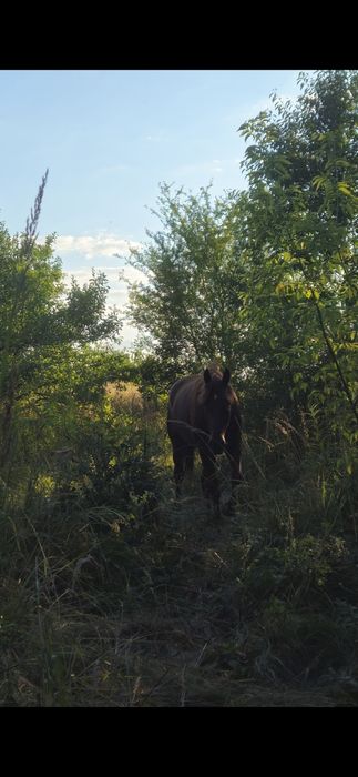 LUBLIN Pensjonat wolnowybiegowy dla koni , 650zł za miesiac