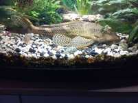 Glonojad ponad 30cm