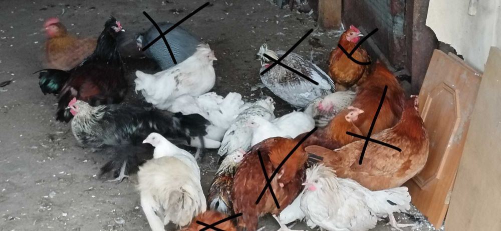 Sprzedam kury i koguty liliputki