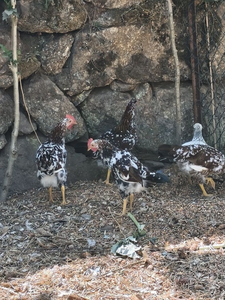 Leghorn casal 3 meses