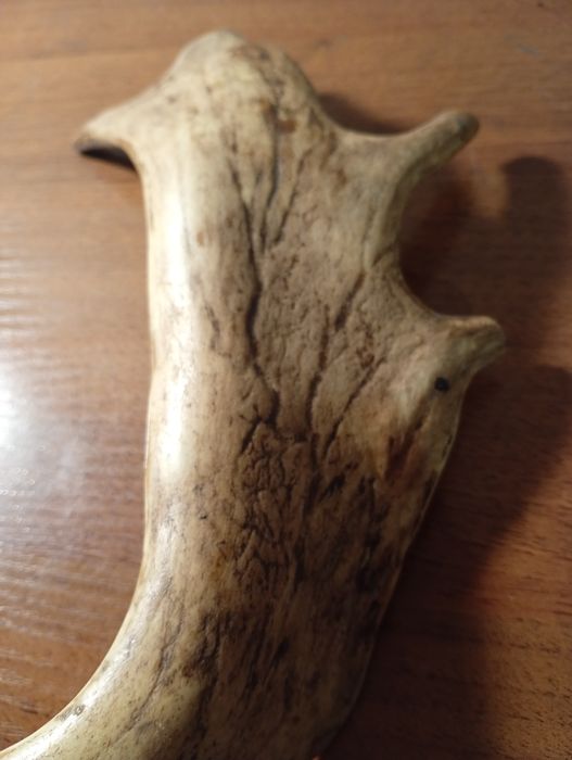 Róg jelenia 33 cm – naturalny zrzut, twardy i suchy (82)