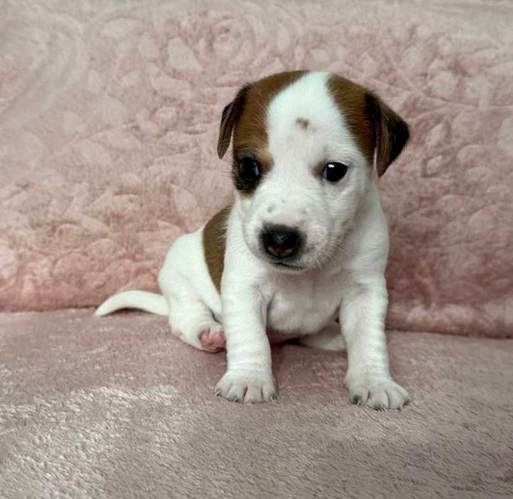 Jack Russell Terrier - do rezerwacji