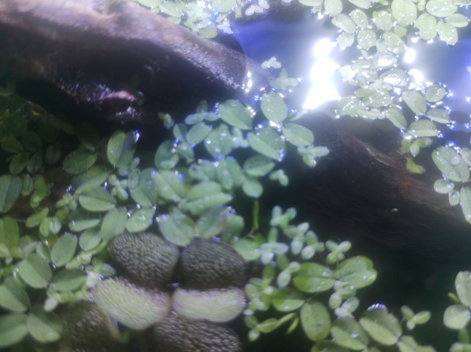 Rzęsa wodna Savinia