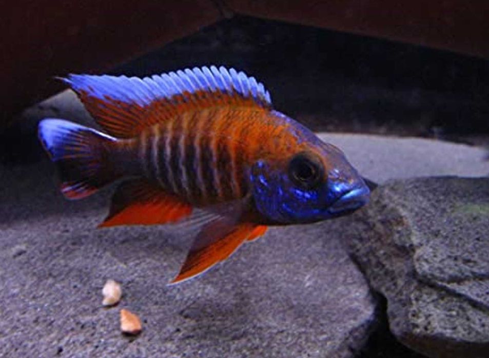 Aulonocara jacobfreibergi EUREKA - SAMCE XXL - 10CM - dowóz, wysyłka