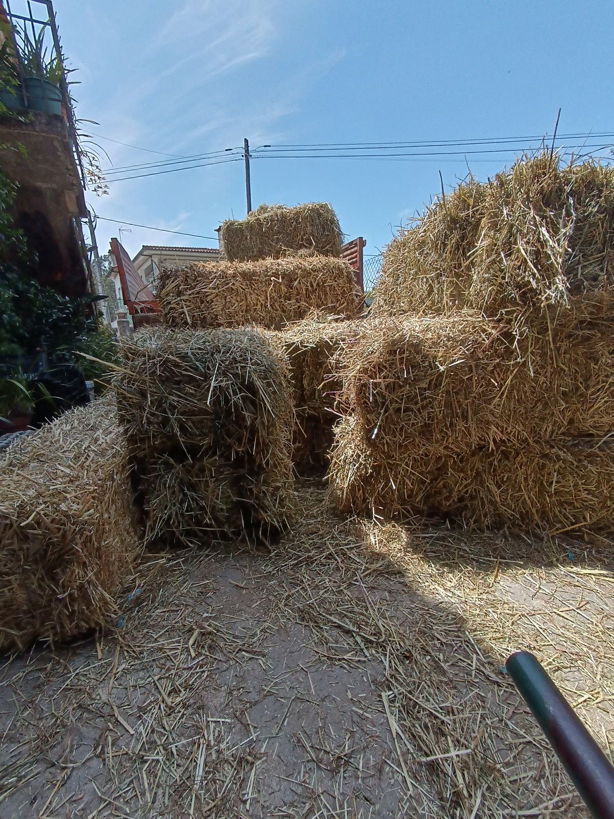 Feno para venda de ótima qualidade