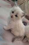Kocurek z prawami do hodowli ragdoll blue