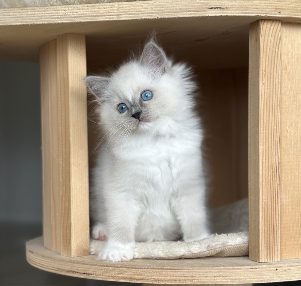 Piękna kotka ragdoll rodowód FPL