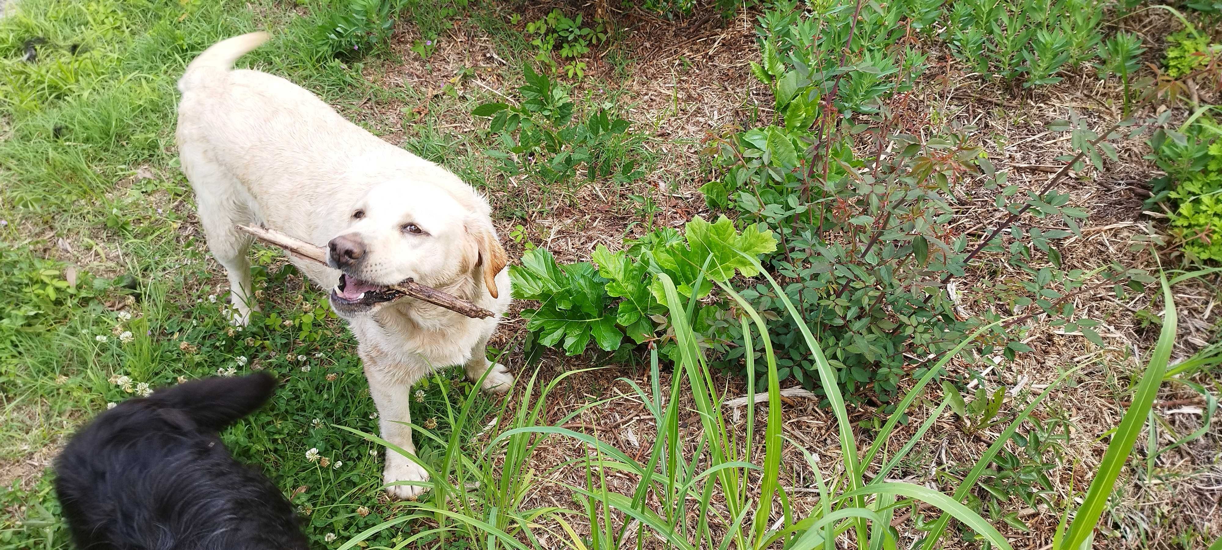 Adoçao de labradora adoravel