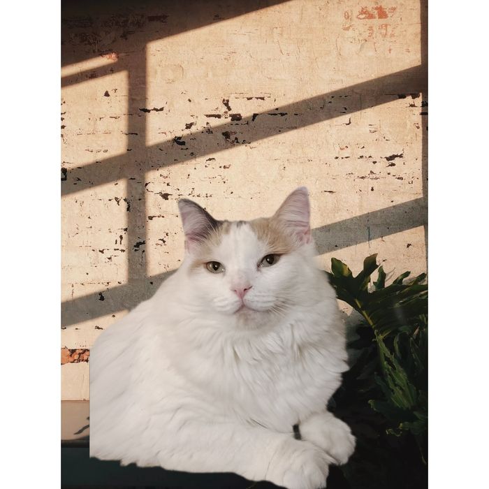 Киця шукає родину