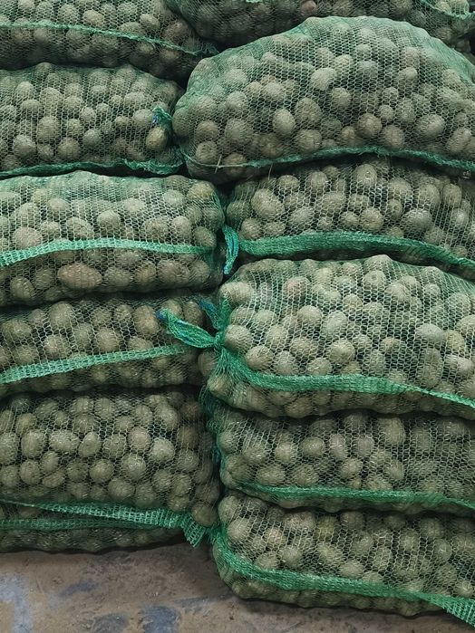 Ziemniaki bellarosa jak sadzeniaki