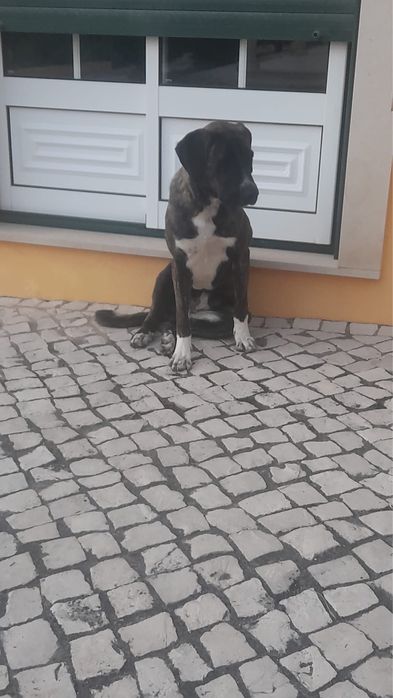 Rafeiro alentejano x cane corse