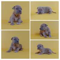 Suczka American staffordshire terrier