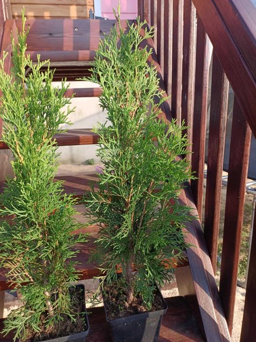 Tuja szmaragd 50 cm - 70 cm wysokości