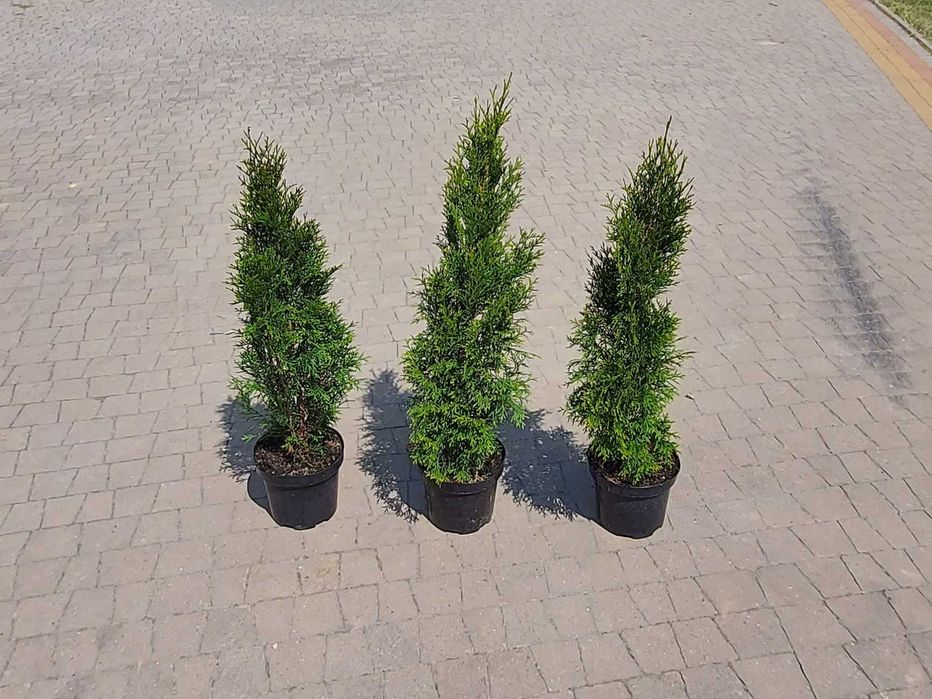 Tuja Szmaragd 50,60,70,80,90,100 cm! Sadzimy! Transport Thuja Smaragd!