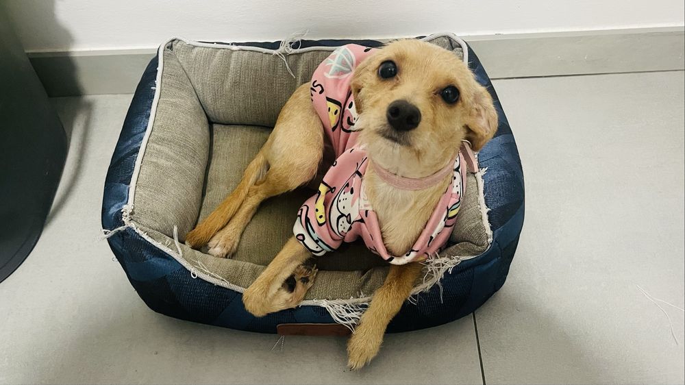 Femêa X Pinscher p/ adopção