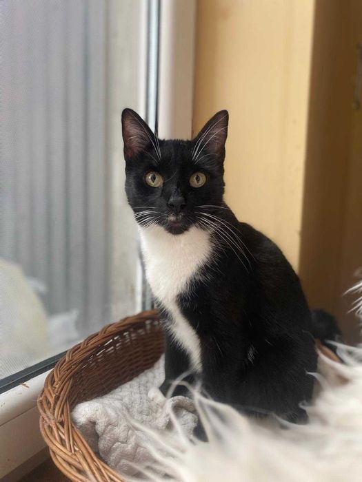 kotka MILKA szuka swojej przystani na zawsze