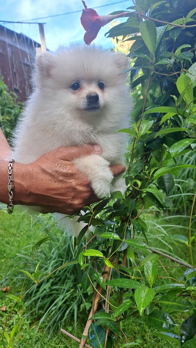 Pomeranian Szpic Miniaturowy