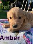 Amber złota sunia golden retriever