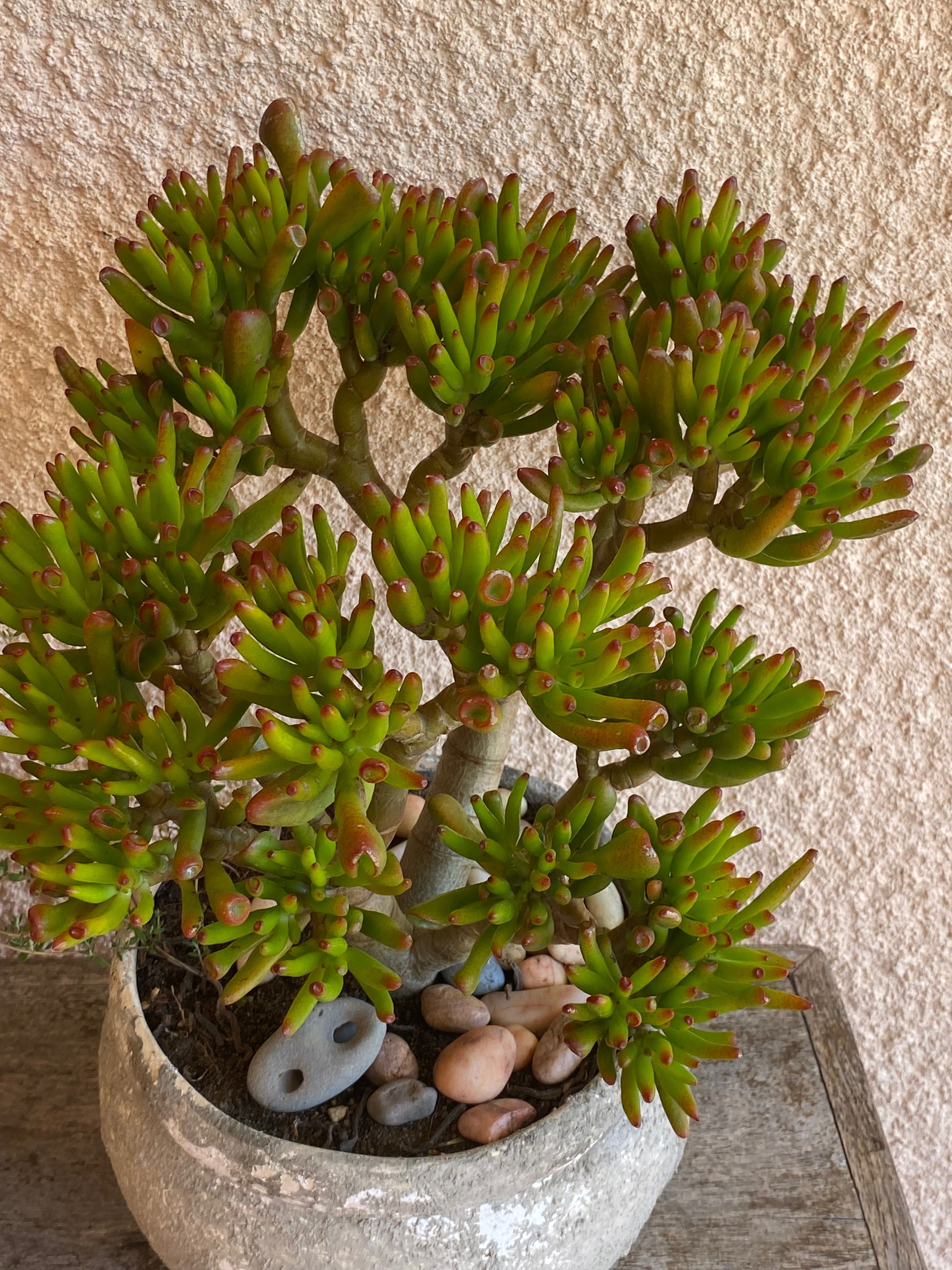 Suculenta orelha de shrek (Crassula Ovata “Gollum”