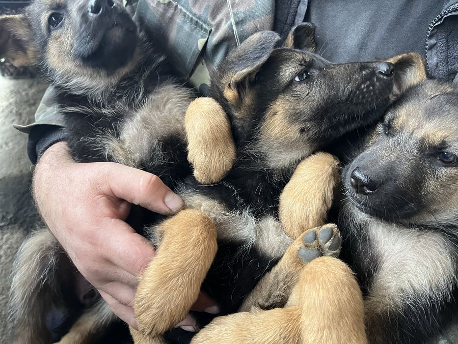 Продам цуценят німецької вівчарки!