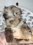 Yorkshire Terrier, pies, XS, Chocomerle