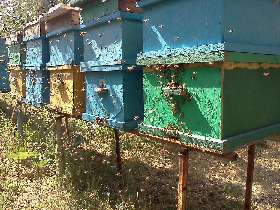 продам пчелосемьи