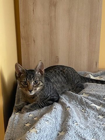 Słodziak Foks do adopcji od zaraz