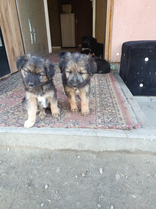 Oddam za darmo w dobre ręce