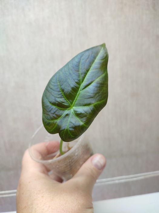 Алоказия Регал Шилдс / Алоказія Регал Шілдс / Alocasia Regal Shilds