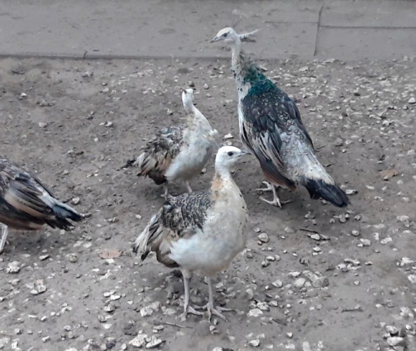 Paw  pawie  czarnoskrzydłe  para  POLECAM