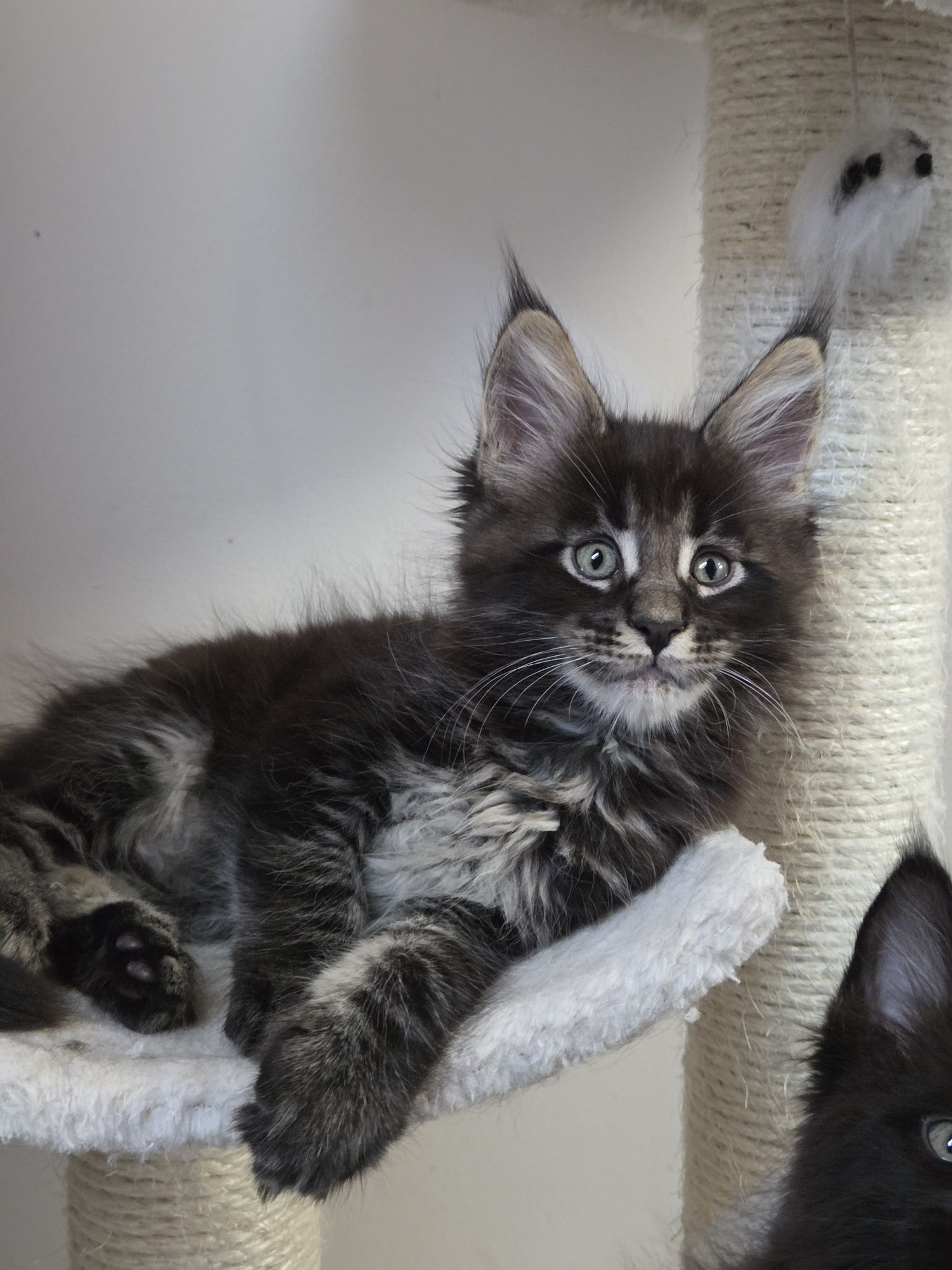 Kocurek Maine Coon FPL