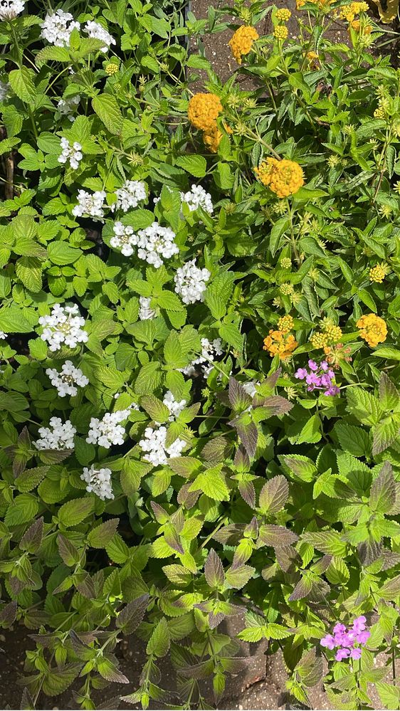 lantana montevidensis