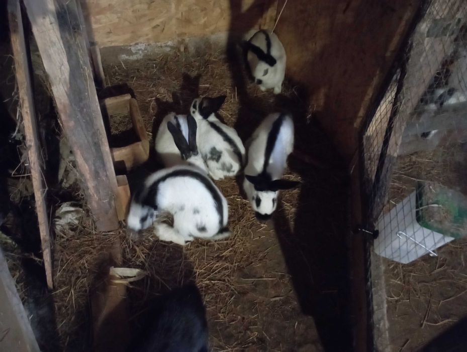 Olbrzym Srokacz Czarny i Nibieski