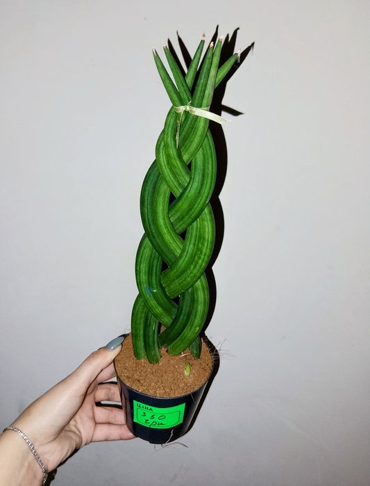 Сансивієрія косичка