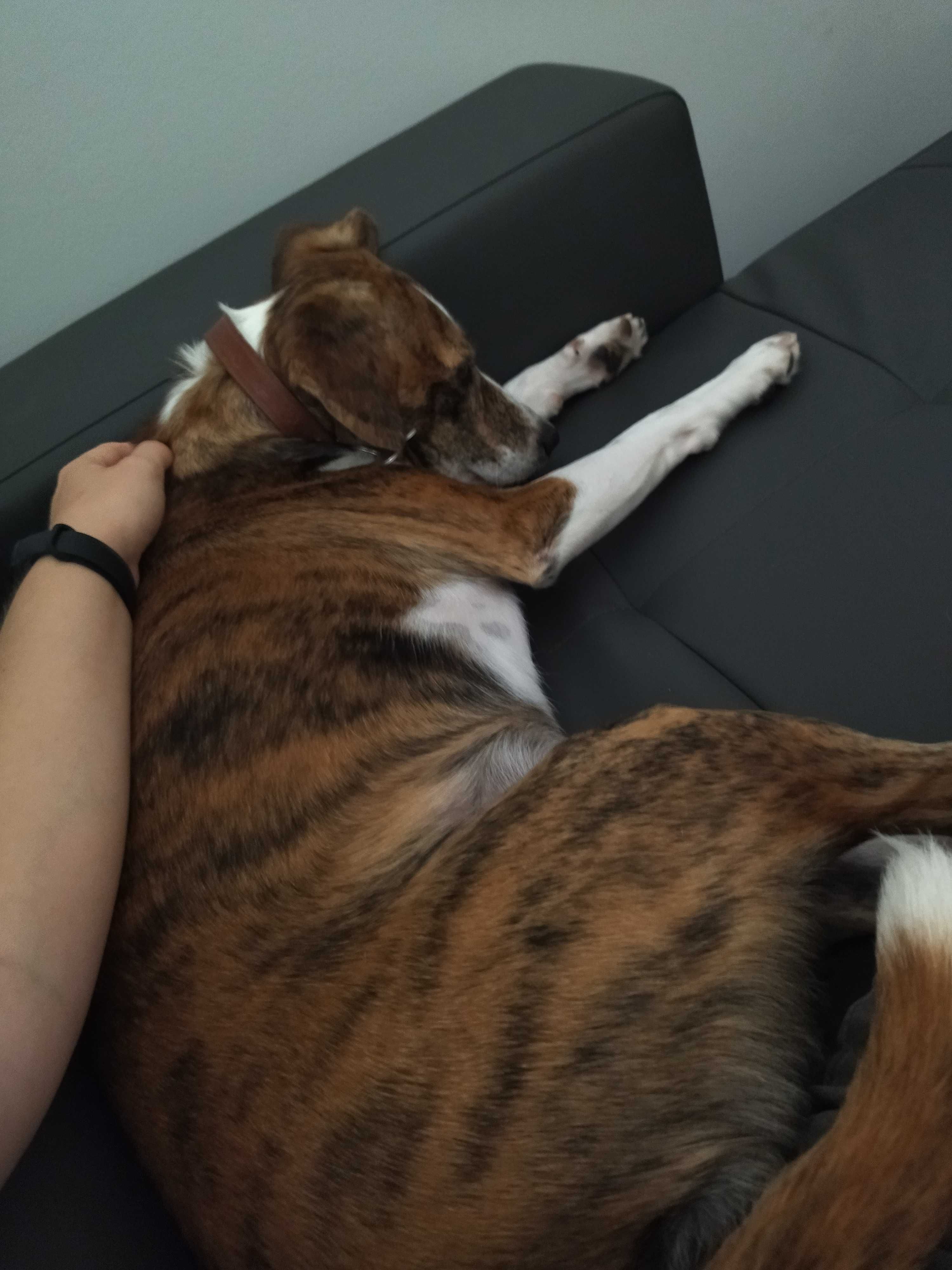 Pet sitting, passeio e estadia