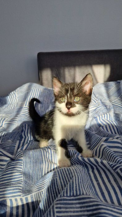 Oddam w dobre ręce cztery urocze kotki!