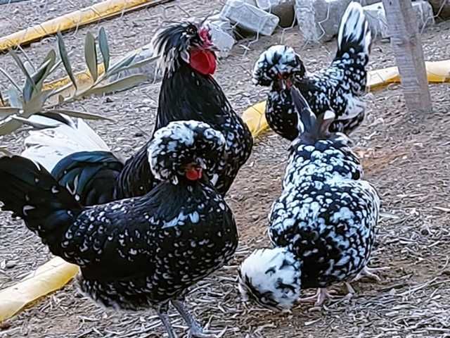 Інкубаційне яйце курей Голландська білохохла:чорна, мармурова,блакитна