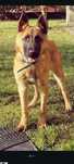Oddam w dobre rece owczarek belgijski malinois