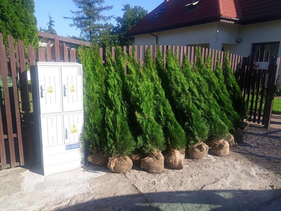 Promocja !!!  Tuje szmaragd z gruntu. Różne wysokości.  Piękne.